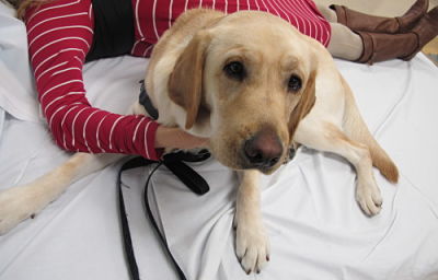 Labrador retriever orders therapy dog