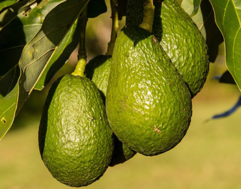 Health Benefits of Avocado Oil - AHMC Healthcare