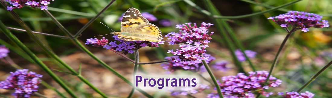 Banner picture of a butterfly sitting on flowers. Banner says:
Programs