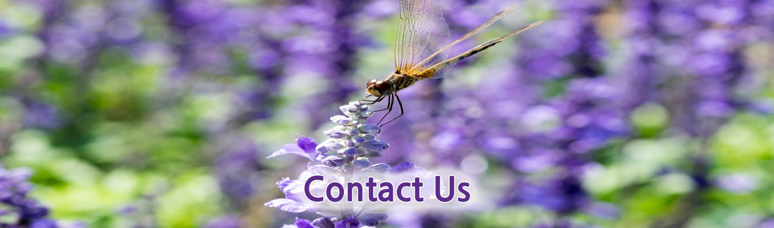 Banner picture of a dragonfly on a flower. Banner says:
Contact us