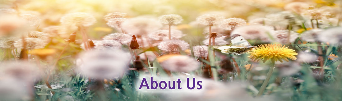 Banner picture of a grassy area of dandelions. Banner says:
 About us