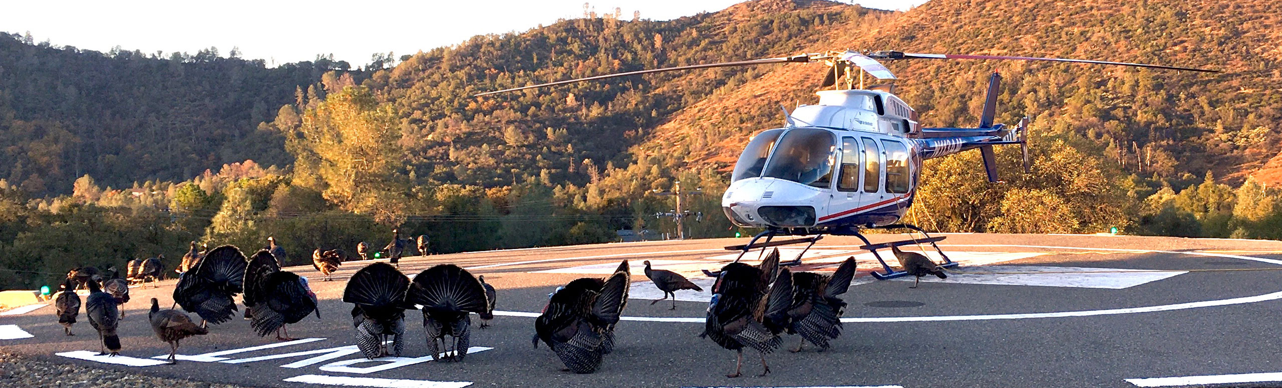 Banner picture of JCFHD Helicopter surrounded by Turkeys and hills in the background with the sunset hitting the trees in different spots