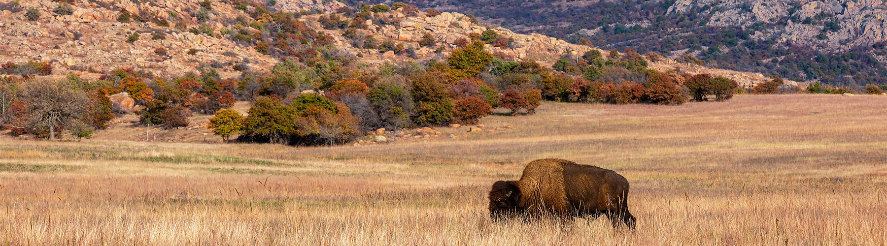 Picture of a buffalo out in a field in the valley. The season in the photo looks like fall.