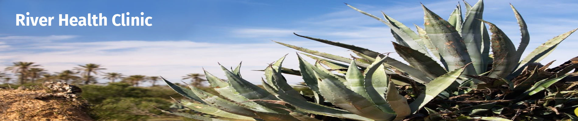 A picture of an Aloe Plant