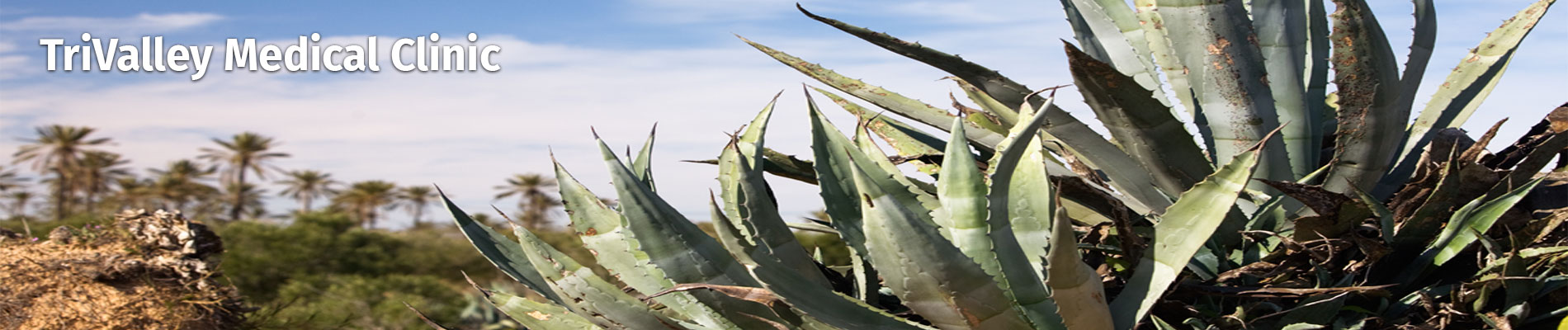 A picture of an Agave Plant