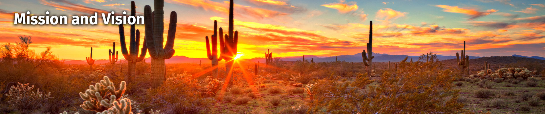 Beautiful desert scenery of the sunset and cactus