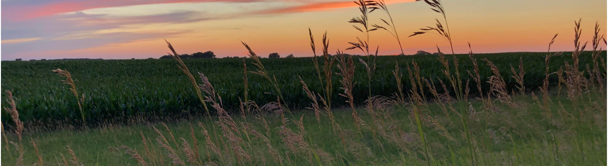 Picture of a wheat/corn field with trees far in the distance and a beautiful sunset.