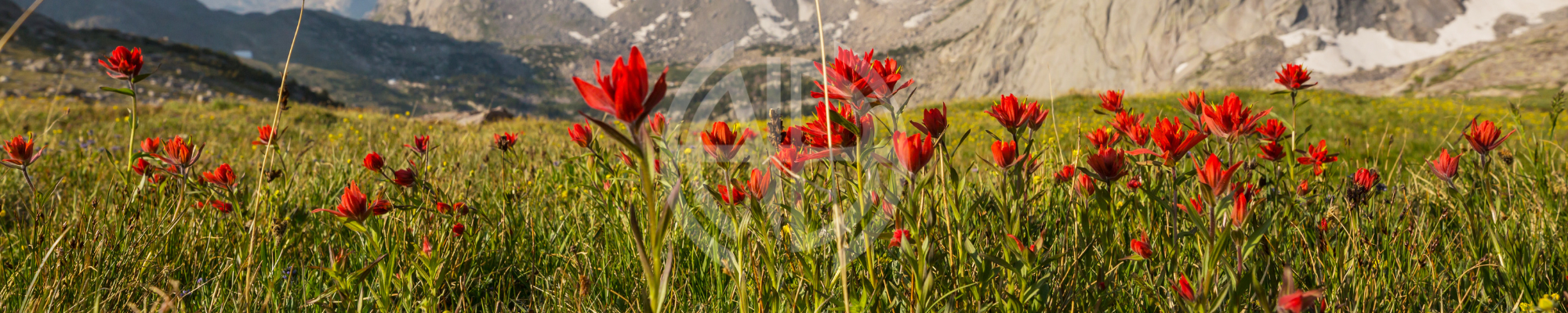 Indian Paintbrush with NBHH logo