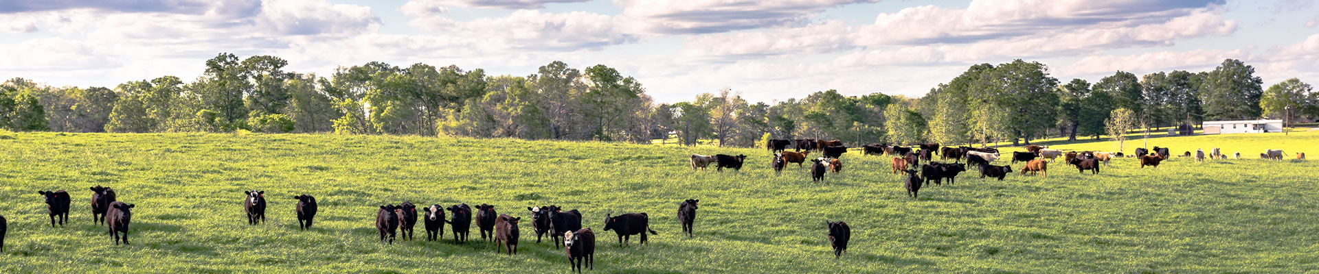 Alabama Cow Field