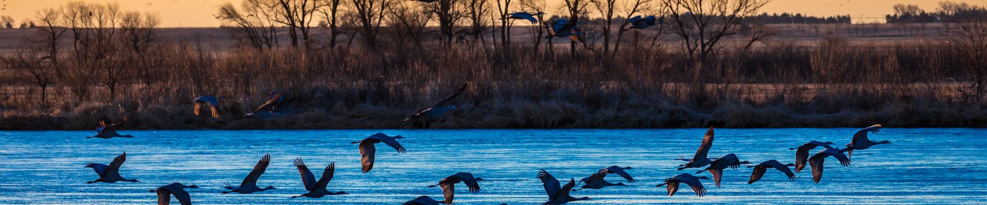 sandhill cranes flying over the Platte river