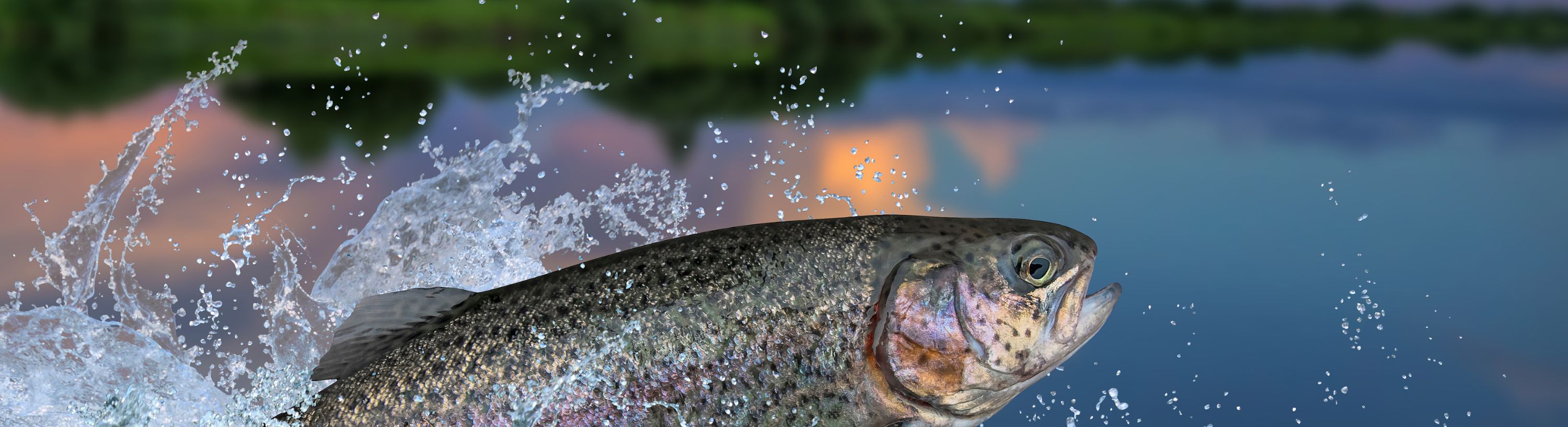 trout jumping out of water