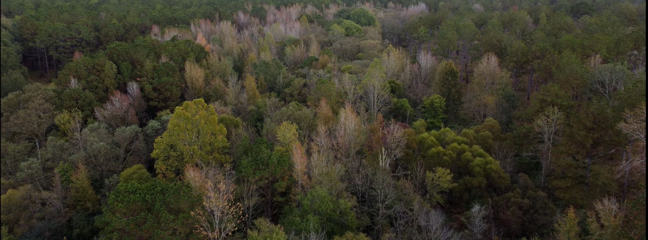 thlopthlocco tribal land