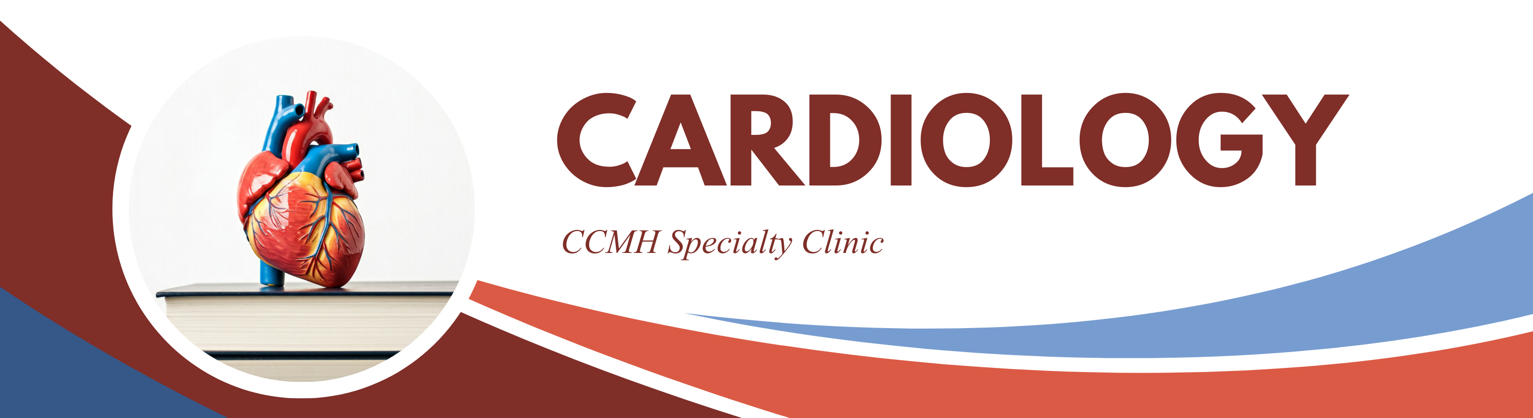 cardiology, photo of anatomical heart