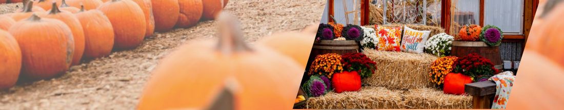 Pumpkin Festival